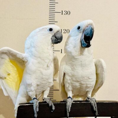 Twin Cockatiels