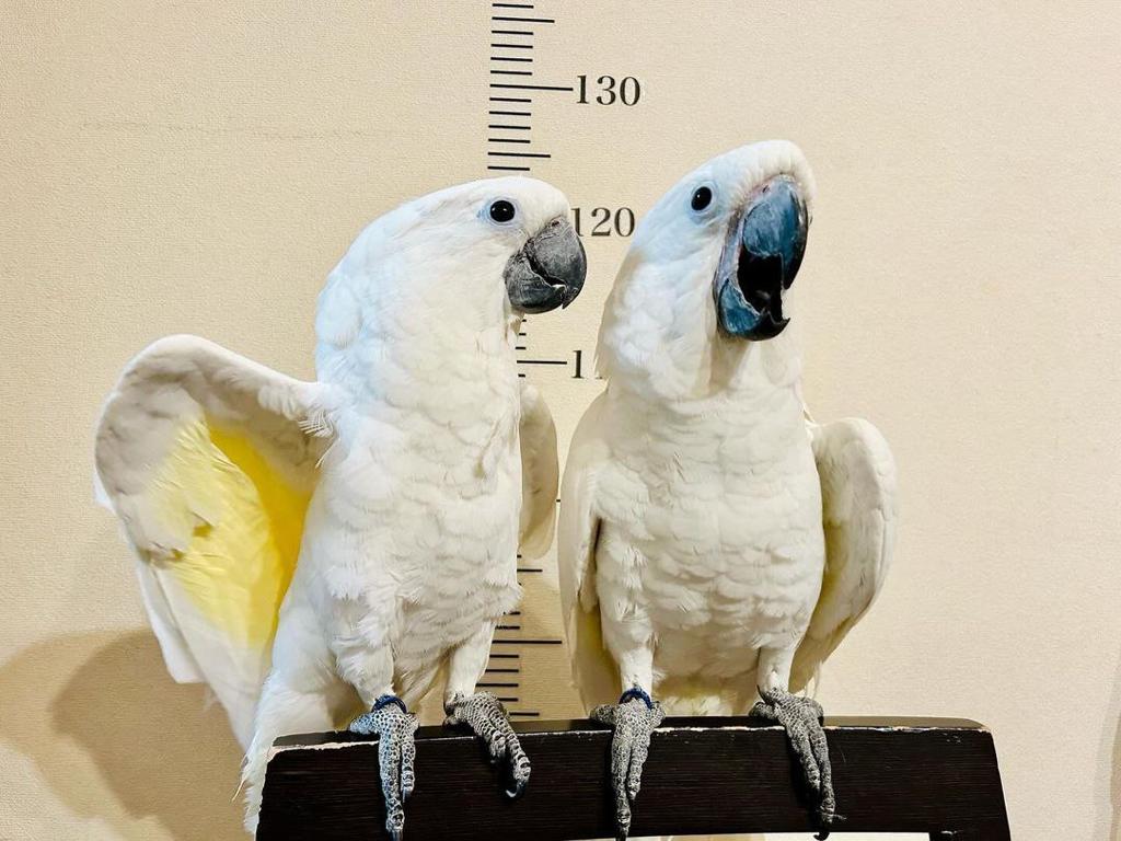 Twin Cockatiels