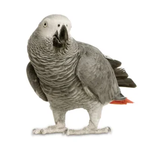 African-Grey-Parrots- African-Grey-Parrots-